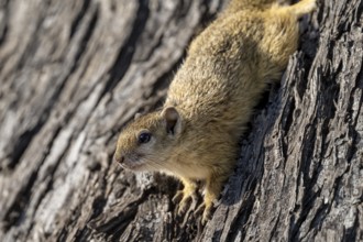 Tree squirrel, African bush squirrel (Paraxerus cepapi), Moremi Game Reserve, Okavango Delta, Maun,