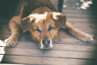 Mixed breed male on a terrace in France, 2019