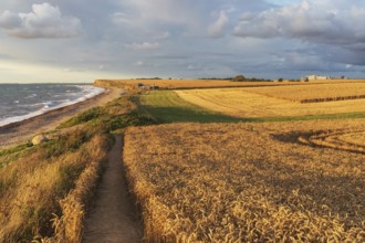 Wheat fields with hiking trail in sunset light at the Baltic Sea near Gremersdorf in