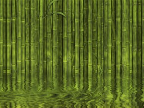 Background of green bamboo forest in the water
