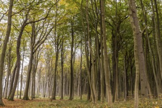 Haunted forest
