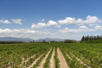 French agriculture landscape with maize and mountains