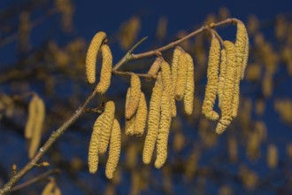 Common hazel (Corylus avellana)