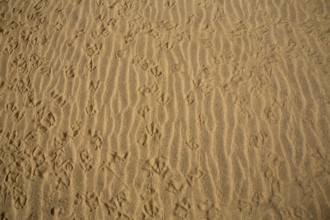 Desert dunes sand texture in Maspalomas Gran Canaria at Canary islands