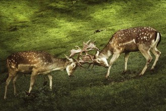 Deer Fight on the Pasture in Germany Obermaiselstein, Germany, Europe