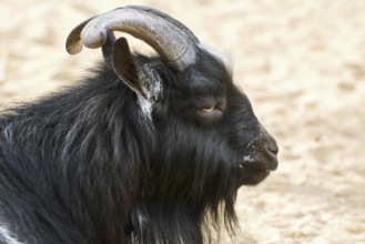 Portrait of Black Billy Goat with Big Horns Varna, Bulgaria, Europe
