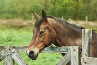 Portrait of Brown Horse near the Fence Barsel, Germany, Europe
