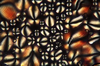 Potato starch under the microscope and in polarised light