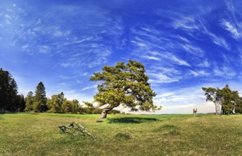 Old gnarled pine tree near Titting, Altmühltal nature park Park, Bavaria, Germany, Europe