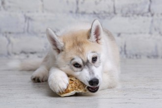 Smiling happy pet dog light coloured husky puppy gnawing with pleasure bone of food. Dogs delicacy.