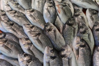 An arrangement of fresh silver fish lying close together, Istanbul, Istanbul Province, Turkey, Asia