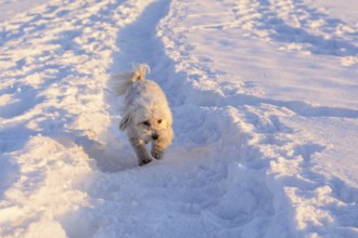 White dog runs in snow - Havanese