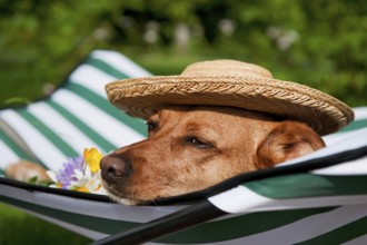 Dog lazy on it's bed with funny hat and flowers