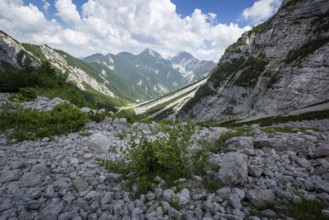 Zelenica above Ljubelj in Slovenia. Karavanke alps in summer with wild flowers blooming
