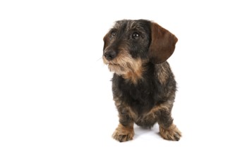 Wire haired dachshund isolated over white background