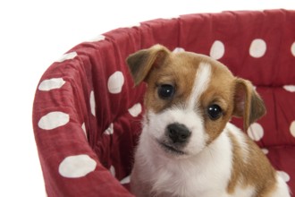 Red spotted pet bed with little Jack Russel puppy