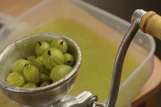 Fresh green gooseberries in a berry press - close-up