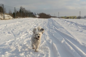 Little white dog runs in the snow with flying ears
