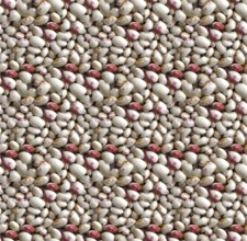 White and red Borlotti beans, a popular legume