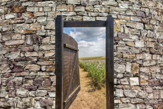 Gate in an Opium poppy field, Germerode, Werra-Meissner district, Hesse, Germany, photomontage,