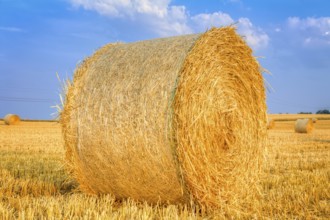 Golden haye bales in the harvest time
