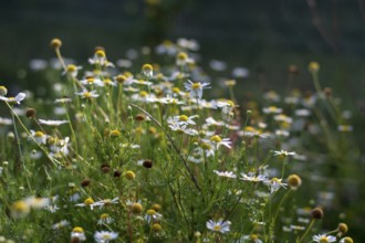 Closeup shot of camomile in the field on the sunny day
