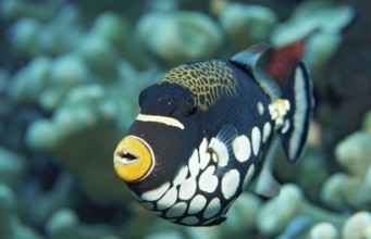 Leopard triggerfish, Balistoides conspicillum, Indonesia, Wakatobi Dive Resort, Sulawesi, Indian