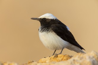Black wheatear, (Oenanthe monacha), animals, birds, perching, passerines, Israel, Asia