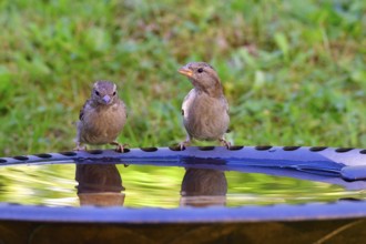 House sparrow at birdbath. House sparrow at bird bath