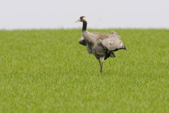 Grey Crane in Upper Lusatia Common Crane in Upper Lusatia