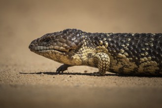 Blue-tongued skink or shingle-backed skink, also known as pine cone lizard (Tiliqua rugosa),