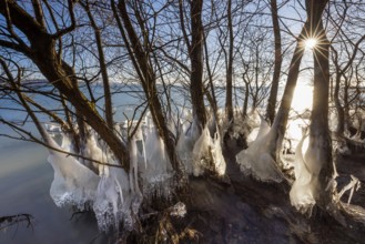 Icy trees on the lakeshore in sunlight, winter atmosphere, Hörnle, Constance, Lake Constance,