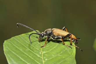Red-necked ram (Stictoleptura rubra)