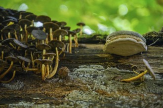 Numerous mushrooms growing close to a fallen tree trunk in the forest, Straubing, Lower Bavaria