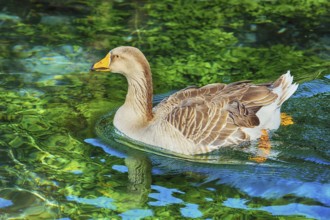 Grey Goose Swimming in the Lake Devna, Bulgaria, Europe