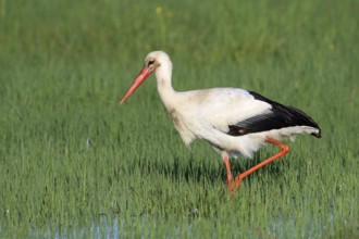 White stork, Ciconia ciconia