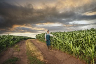 Caucasian calm male maize grower in overalls walks along corn field with tablet pc in his hands