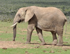 An African Elephant in the Addo Elephant Park, South Africa, Africa