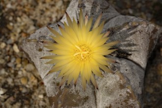 Bishop's cap (Astrophytum myriostigma)