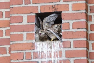 Common kestrel first flight attempt. Young kestrels making their first flight attempt