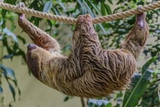A sloth climbs a rope in Straubing Zoo, Lower Bavaria
