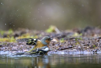 A wet common chaffinch (Fringilla coelebs) prepares to fly out of the water, Hesse, Germany, Europe