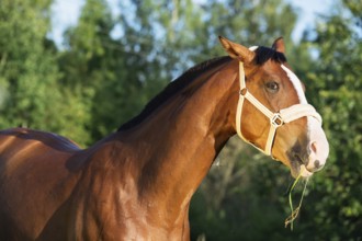 Funny portrait of bay horse