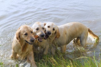 Swimming and playing labrador dogs