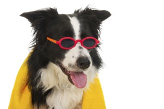 Portrait of a funny dog which is ready for the vacation