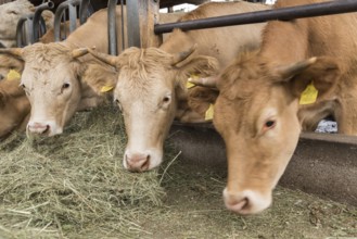 Cows eating hay in the loose housing - close-up cattle farming