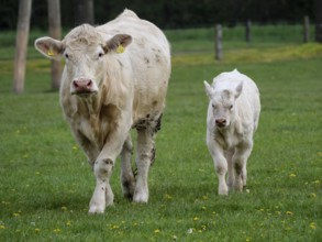 A cow and her calf walk across a green meadow, weseke, münsterland, germany