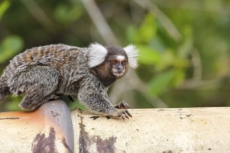 Common marmoset sitting on a pipe, facing camera, against green background, Paraty, Brazil, South