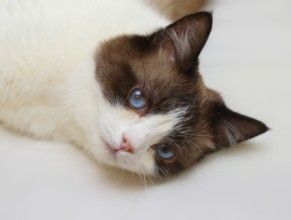 Snowshoe cat portrait at home