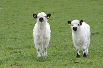 Young Galloway cattle, Young White Galloways